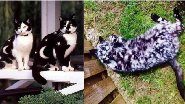 Эти котики — просто космос!