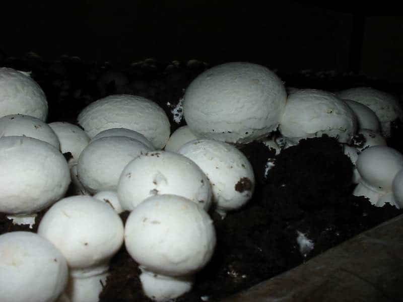 3281283117235445agaricus_bisporus_mushroom