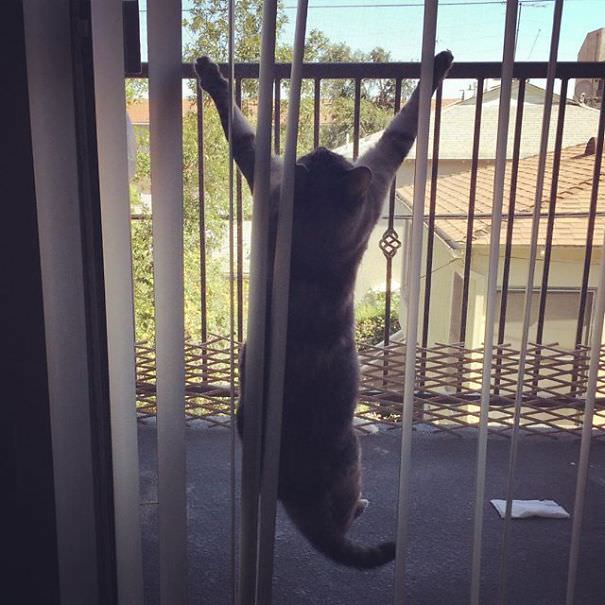Instagrams-most-famous-cat-Nala18__605_mini