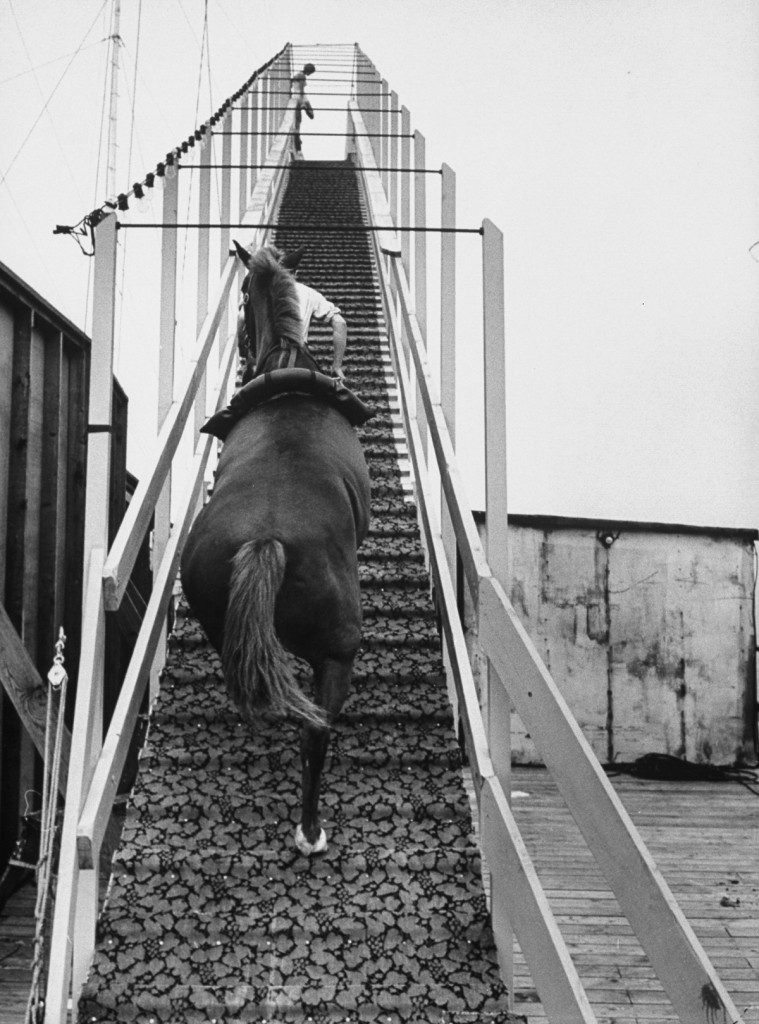Dimah the horse is escorted up the 40 foot diving platform.  (Photo by Peter Stackpole/The LIFE Picture Collection/Getty Images)