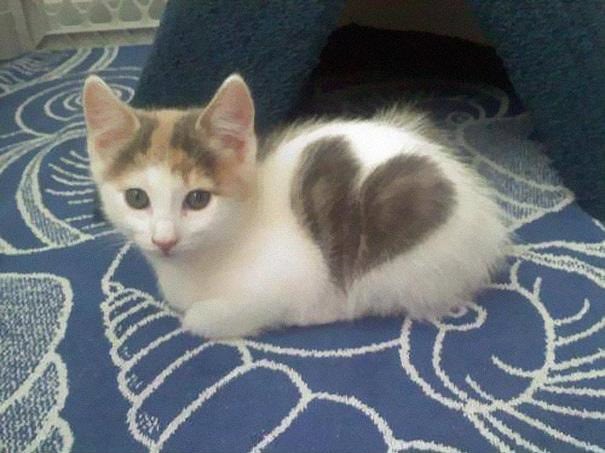 Котёнок-с-сердечком