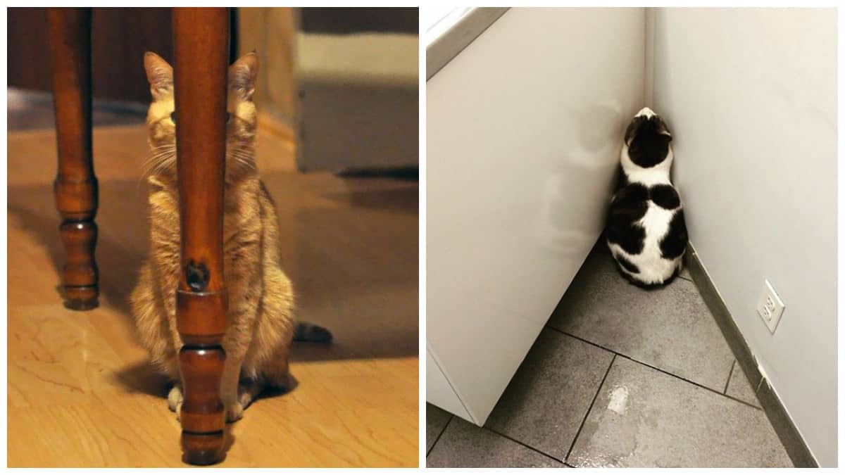 Коты играют в прятки. Кот спрятался. Котенок спрятался. Толстый кот прячется. Кот смешно спрятался.
