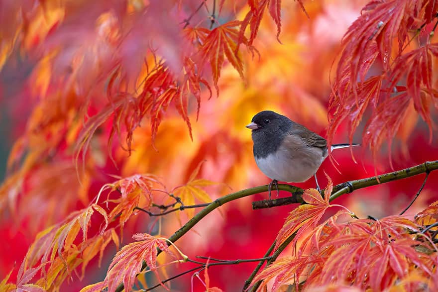 autumn-animals-21__880_mini