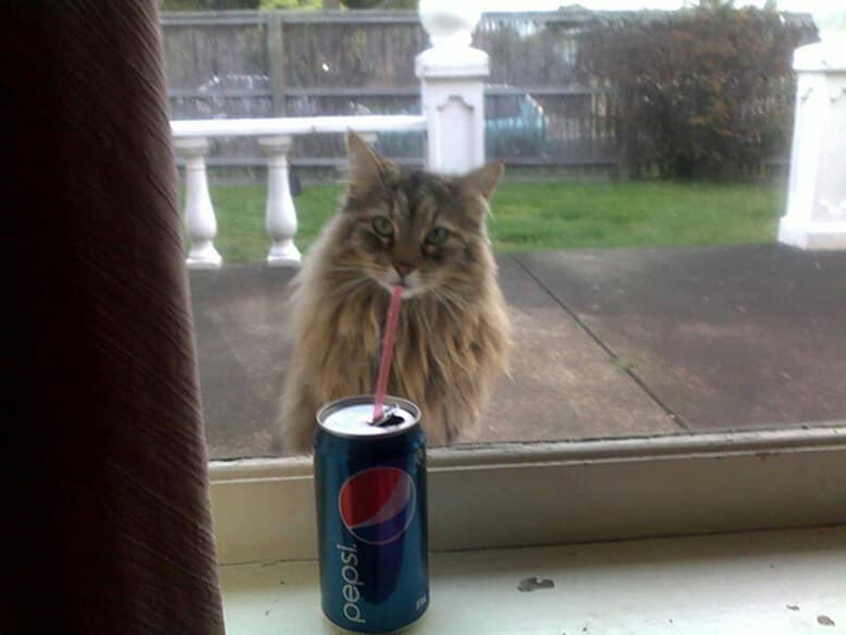 funny-perfectly-timed-cat-photo-20__605 (1)
