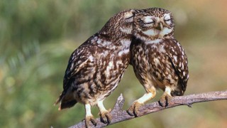 owls31 (1)