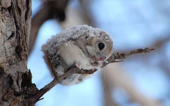 siberian-japanese-dwarf-flying-squirrel-20_mini