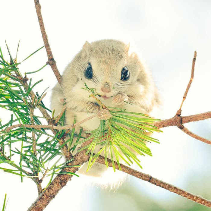 siberian-japanese-dwarf-flying-squirrel-4_mini