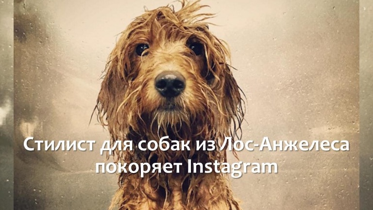 Стилист для собак из Лос-Анжелеса покоряет Instagram1 Cropped