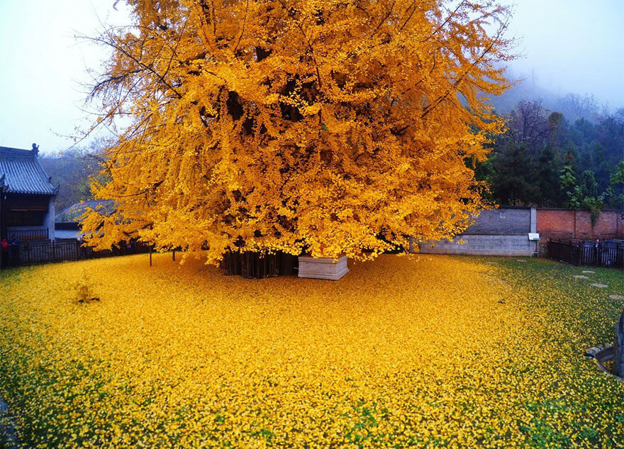 1400-old-ginkgo-tree-yellow-leaves-buddhist-temple-china-1