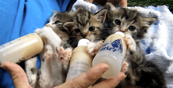 Baby-Kittens-drinking-milk