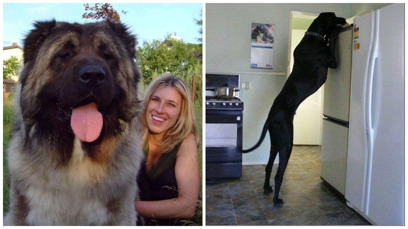 Самый большой собака