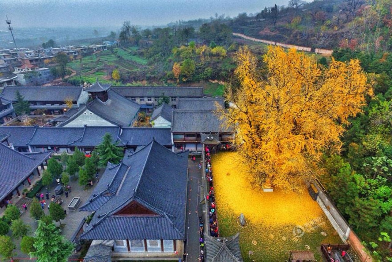 Золотое дерево гинкго которому 1400 лет Китай