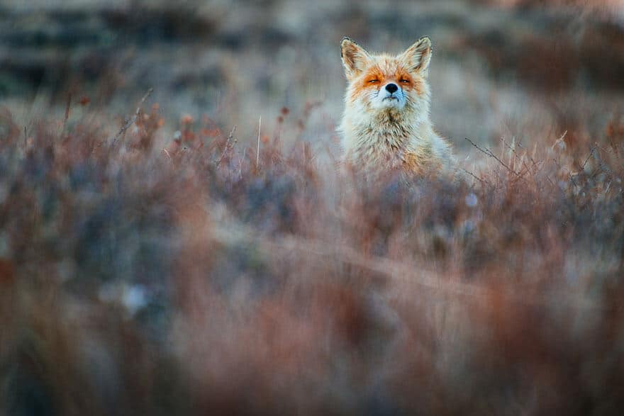 fox-photography-russian-miner-ivan-kislov-chukotka-2
