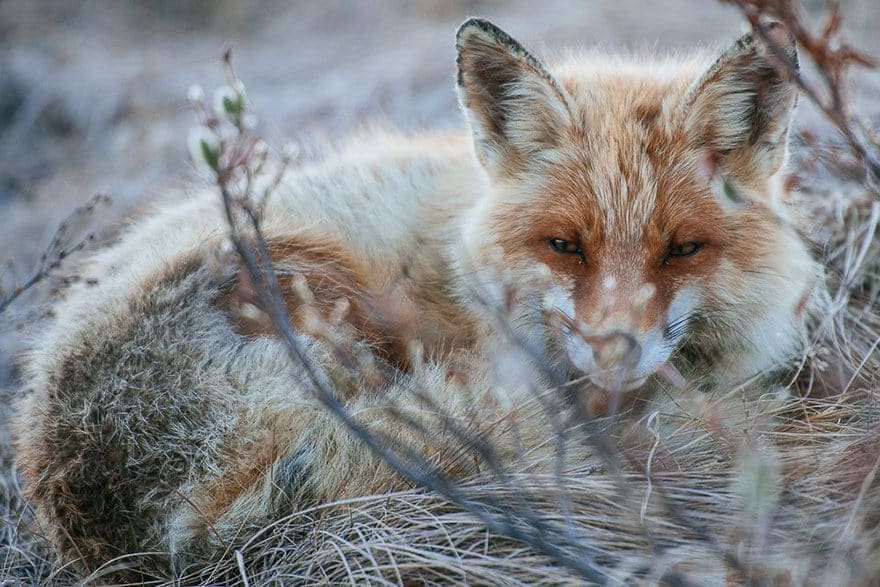 fox-photography-russian-miner-ivan-kislov-chukotka-7