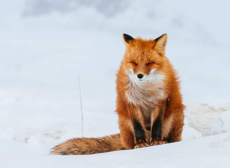 fox-photography-russian-miner-ivan-kislov-chukotka-9