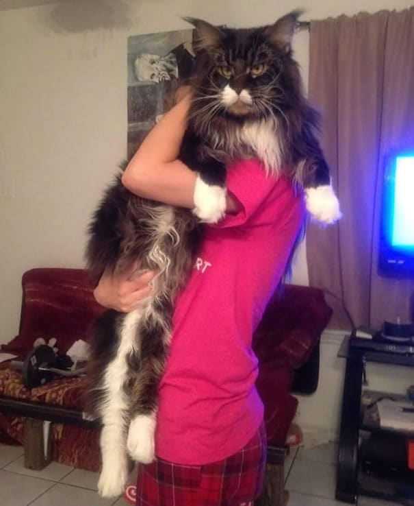 maine-coon-cats-16__605