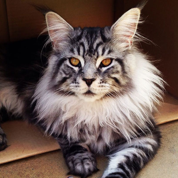 maine-coon-cats-19__605