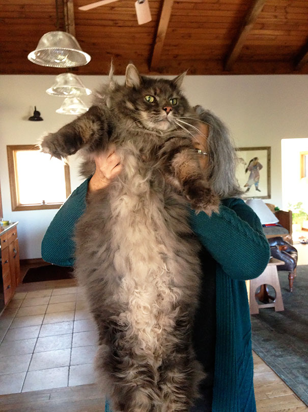 maine-coon-cats-9__605