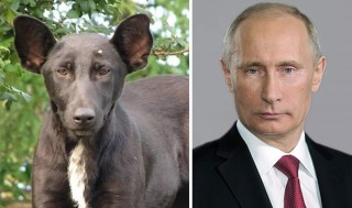 1411923216__0005_20-Dogs-That-Look-Like-Something-Else8__700-1200x710 (1)
