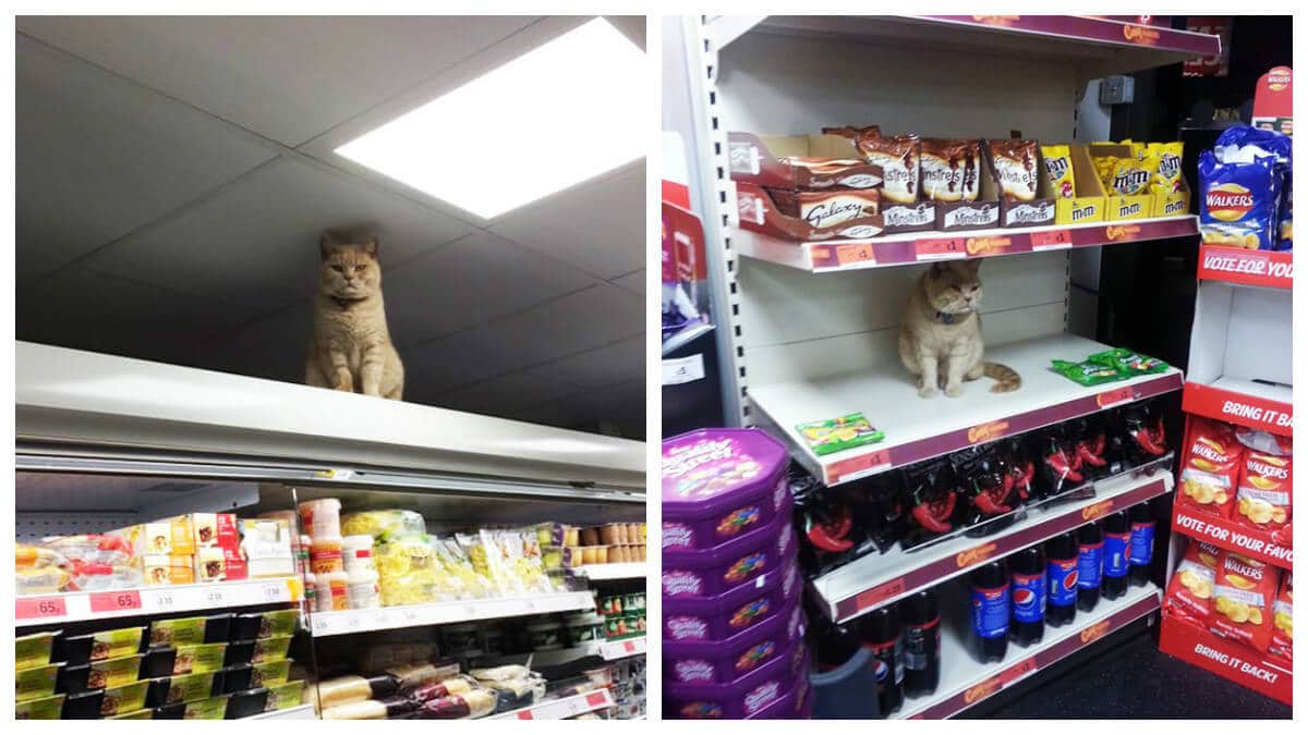 Игра магазин котов. Кот в магазине. Кот в магазине одежды. Магазин котик. Бутик кот.