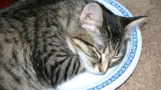 cat (2)