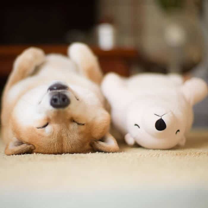 dog-shiba-inu-sleeps-teddy-bear-same-position-maru-1