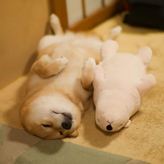 dog-shiba-inu-sleeps-teddy-bear-same-position-maru-2
