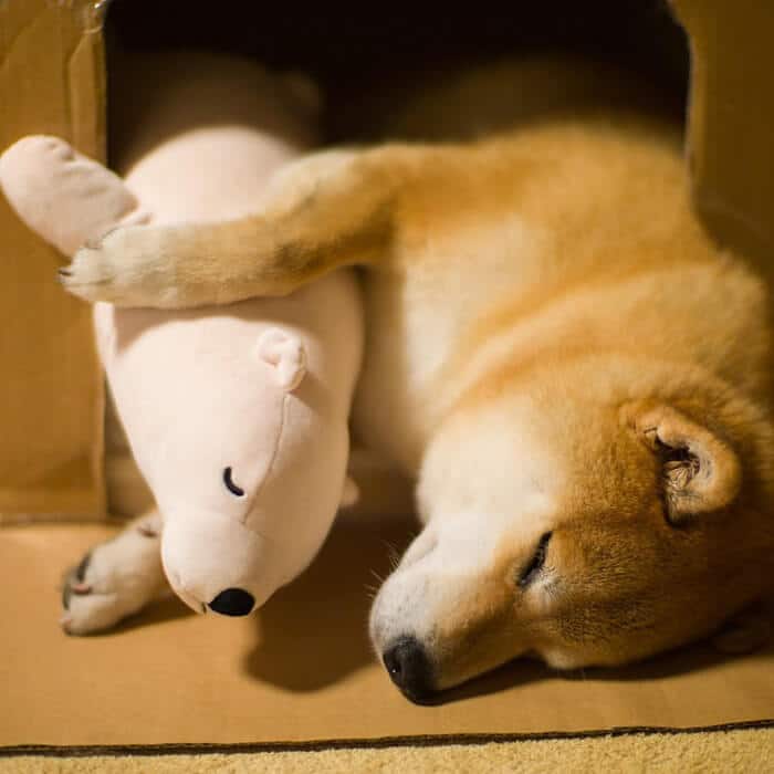 dog-shiba-inu-sleeps-teddy-bear-same-position-maru-8