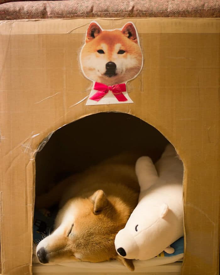 dog-shiba-inu-sleeps-teddy-bear-same-position-maru-9