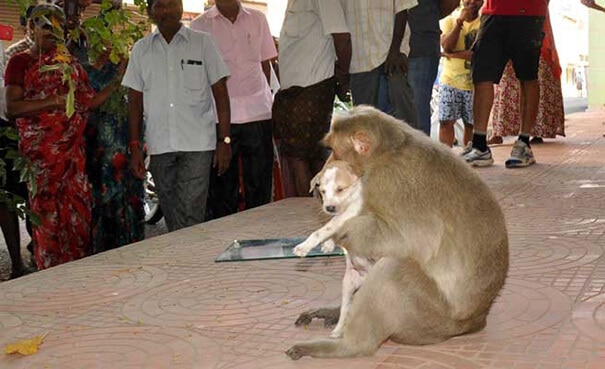 monkey-adopts-puppy-erode-india-9