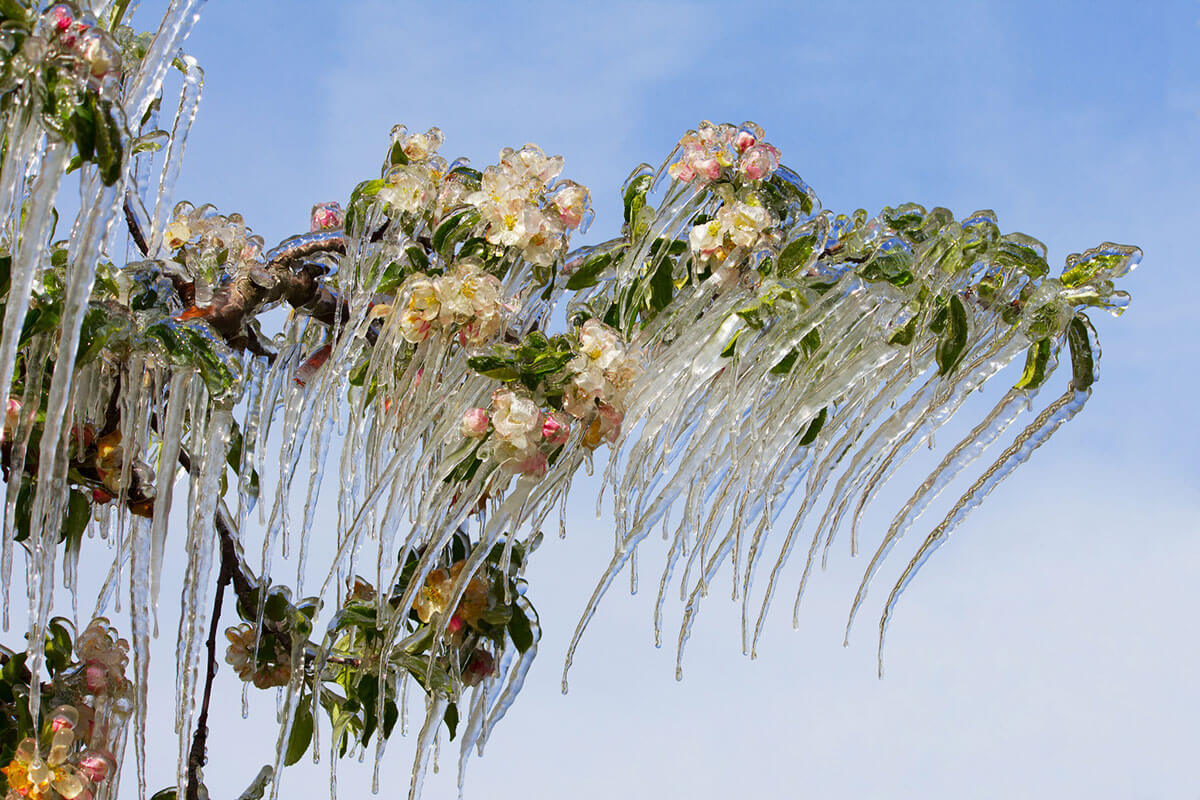 plante-fleur-stalactites-glace (1)