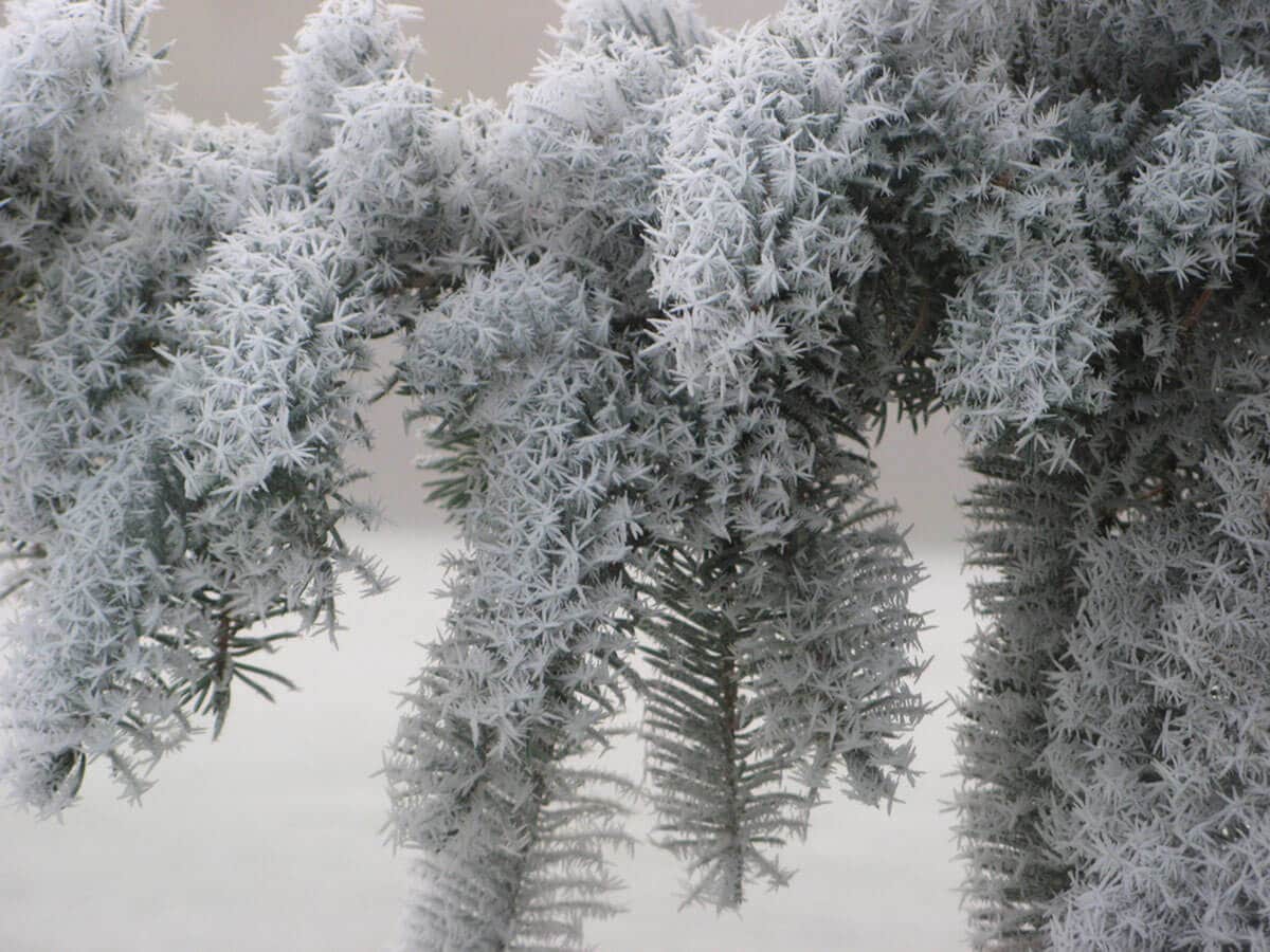 sapin-epines-couvertes-neige (1)