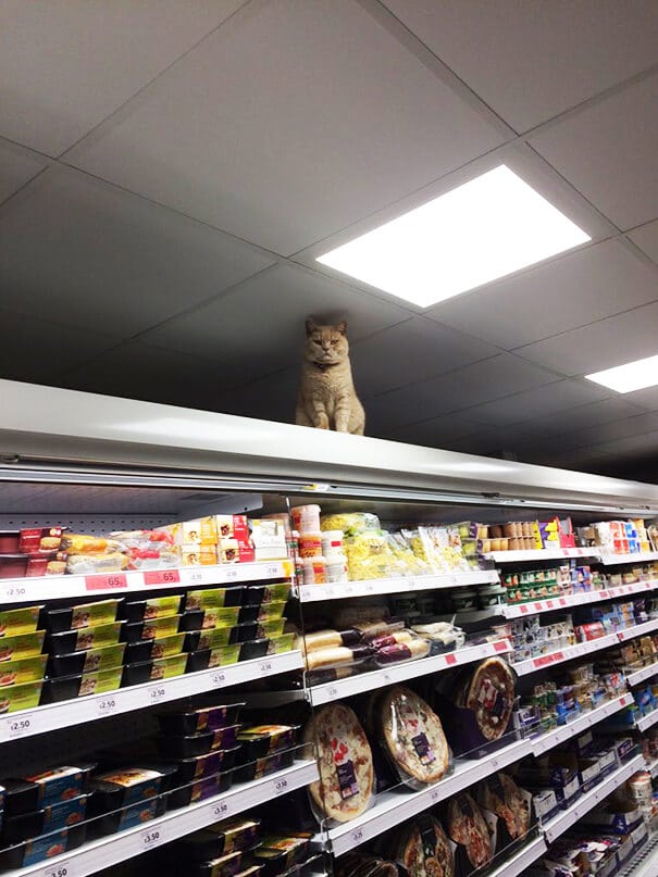 supermarket-sainsburys-cat-olly-oliver-brockley-london-4