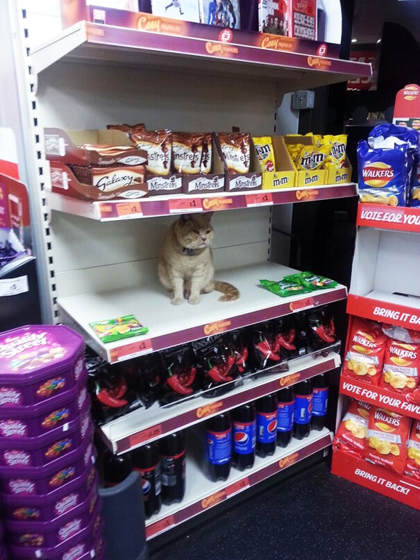 supermarket-sainsburys-cat-olly-oliver-brockley-london-71