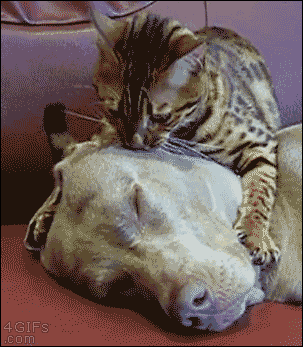 Cat-massages-dogs-face