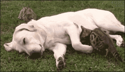 Kitten-and-dog-spooning