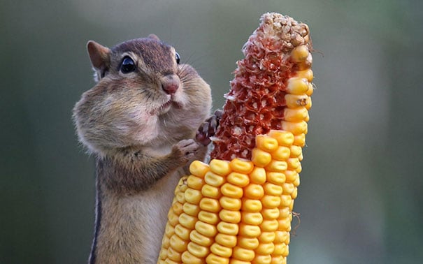 funny-animals-eating-32__605