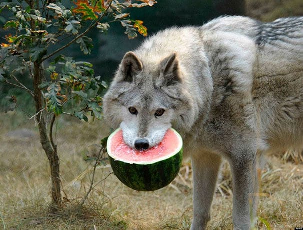 funny-animals-eating-62__605