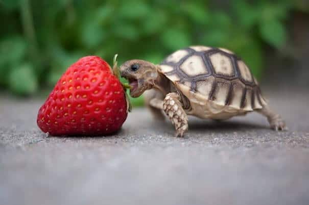 funny-animals-eating-9__605