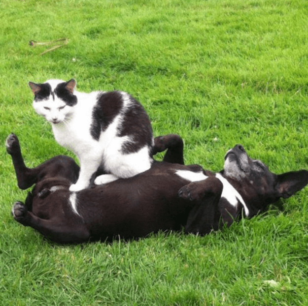 кошки-которые-сидят-где-хотят-3