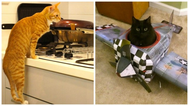 30 способов применения котов в хозяйстве