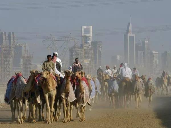 Караван верблюдов, Дубай рис 2