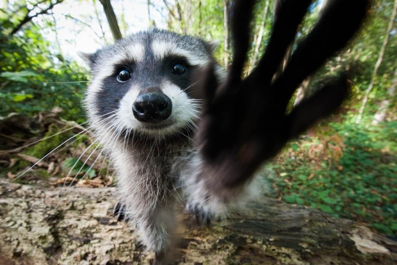 google.com.ua Funny-raccoon-pictures-12