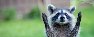 raccooncute (10)