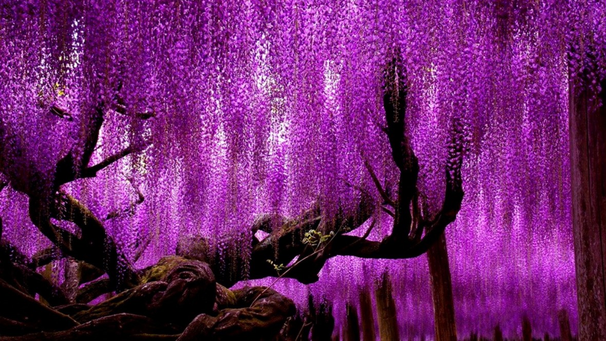 purple-tree