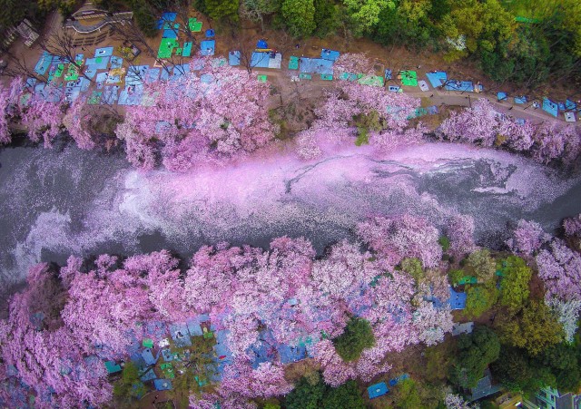 Цветение вишни раскрасило озеро в сиреневый, превратив Токио в настоящую сказку