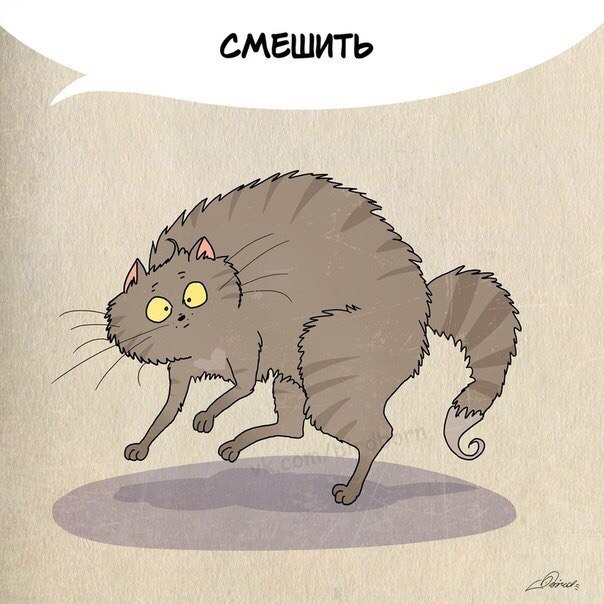 cat4