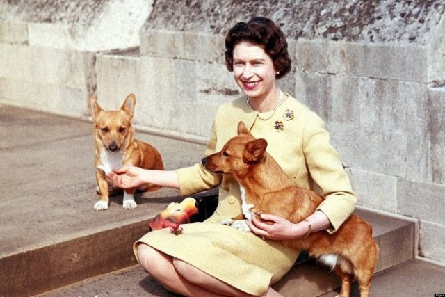 Королева и собаки