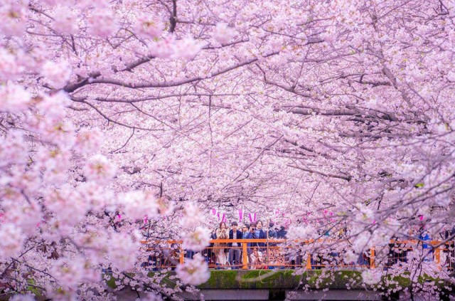 sakura-cherry-blossom