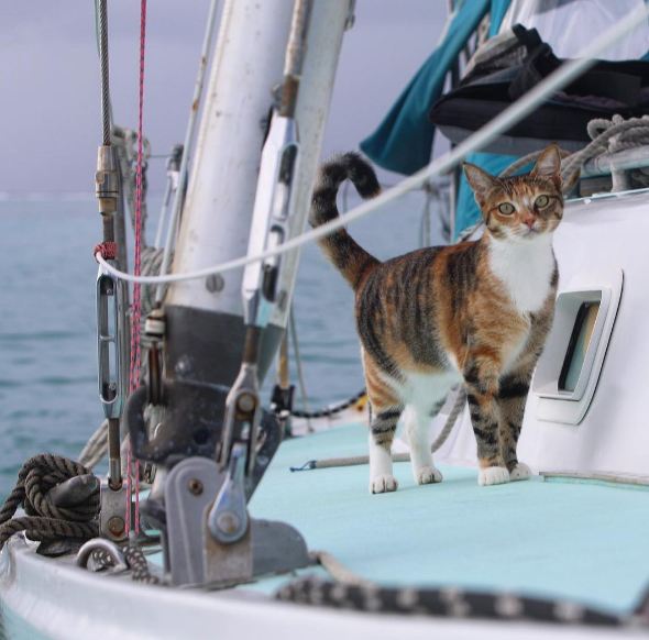 the cat on a boat